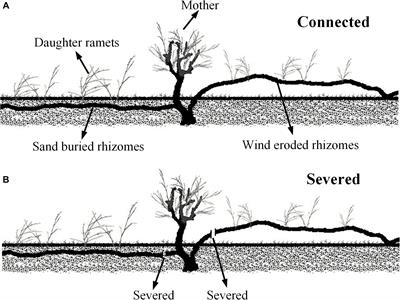 Impacts of Sand Burial and Wind Erosion on Regeneration and Growth of a Desert Clonal Shrub